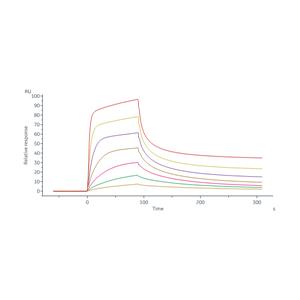 Human Angiopoietin-2 / ANGPT2 Protein