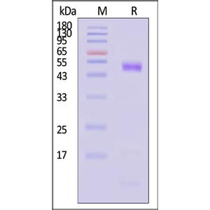 Osteopontin (OPN) Protein