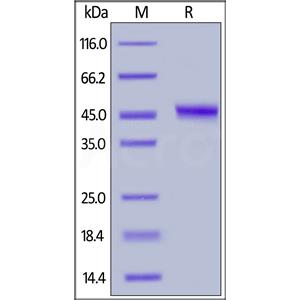 Human TRAIL R2 / DR5 / TNFRSF10B Protein