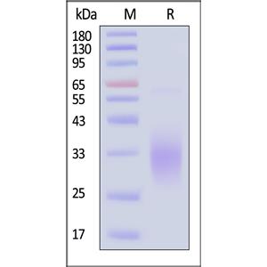 Human CLEC9A Protein