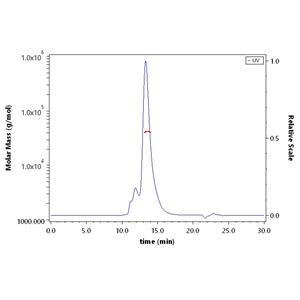 Human CD27 / TNFRSF7 Protein