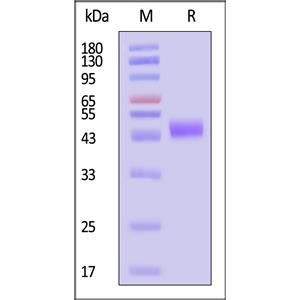 Human Galectin-9 / LGALS9 Protein