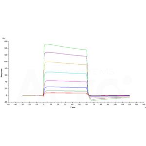 Mouse Fc gamma RIIB / CD32b Protein