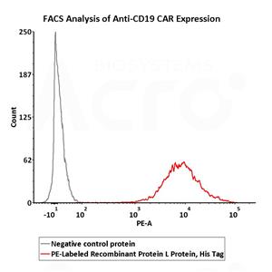 PE-Labeled Recombinant Protein L