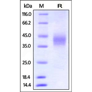 Mouse Fc gamma RIII / CD16 Protein