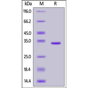 Human Annexin A5 Protein