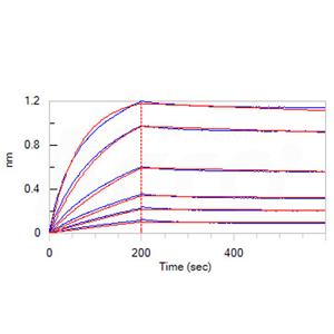 Biotinylated SARS-CoV-2 Spike RBD Protein
