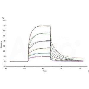 Cynomolgus Serum Albumin Protein