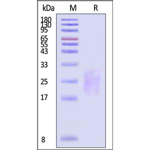Human ALK-7 Protein