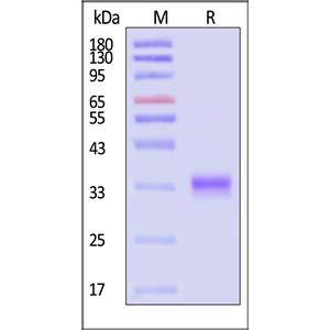 SARS-CoV-2 (COVID-19) S protein RBD