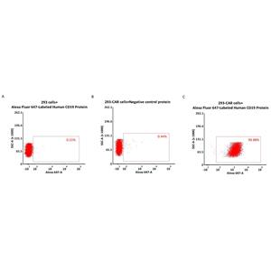 Alexa Fluor 647-Labeled Human CD19 (20-291) Protein