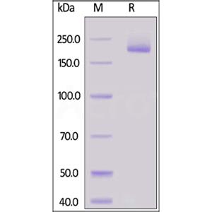Human Siglec-1 Protein