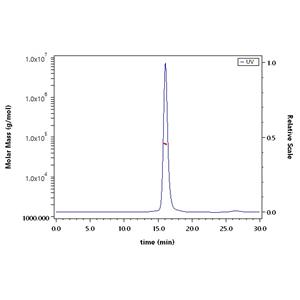 Human Thrombopoietin R / TPO R Protein