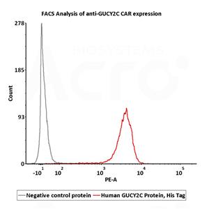 Human GUCY2C / Guanylyl cyclase C Protein