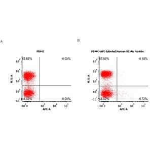 APC-Labeled Human BCMA / TNFRSF17 Protein