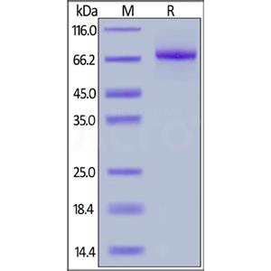 Human IL-12RB1 Protein