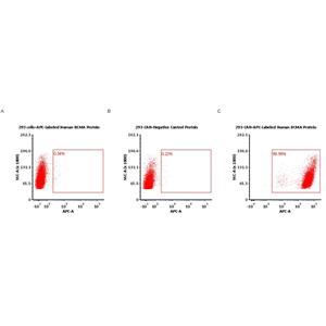 APC-Labeled Human BCMA / TNFRSF17 Protein
