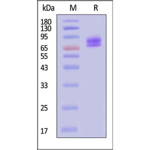 Vitronectin / VTN Protein
