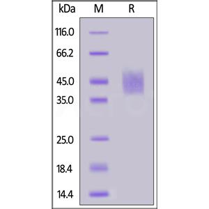Human CD89 / FCAR Protein
