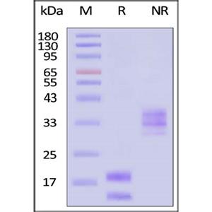Human VEGF121 Protein