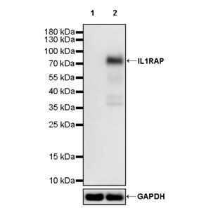 IL1RAP Recombinant Rabbit mAb (S-2655-56)