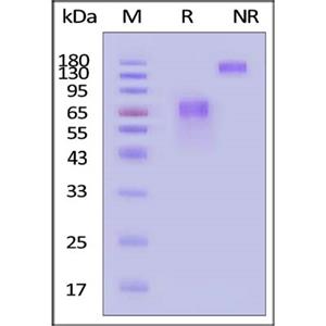 Human CD58 Protein