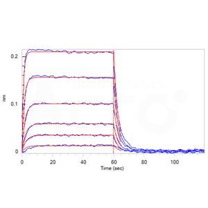 Human DNAM-1 / CD226 Protein