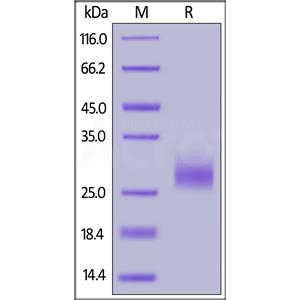 Human LAIR1 / CD305 Protein