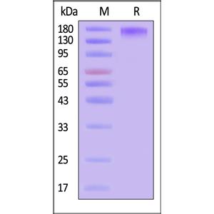 Human Leptin R / CD295 Protein
