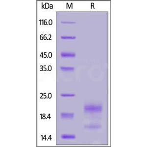R-Spondin 3 / RSPO3 Protein