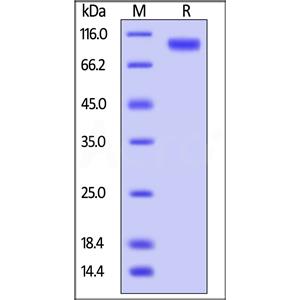 Human ErbB4 / Her4 Protein