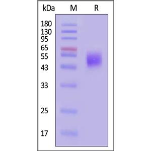 Human Nectin-1 / PVRL1 / CD111 Protein