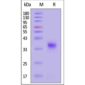 Biotinylated SARS-CoV-2 Spike RBD Protein