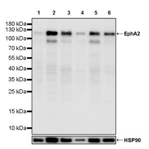 EphA2 Recombinant Rabbit mAb (S-2978-41)