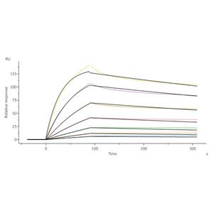 Human Neuropilin-1 / NRP1 / CD304 Protein