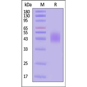 Human B7-H6 / NCR3LG1 Protein