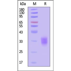 Mouse Fc gamma RIV / CD16-2 Protein