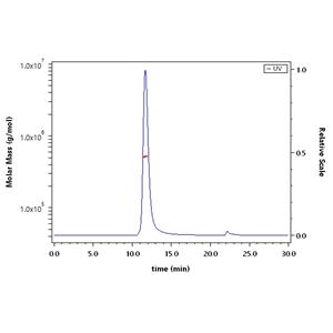 SARS-CoV-2 S protein