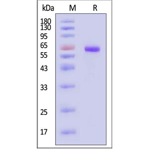 Human Thrombopoietin R / TPO R Protein