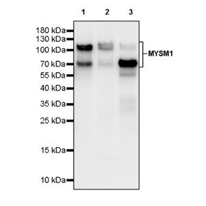 MYSM1 Recombinant Rabbit mAb (S-2431-114)