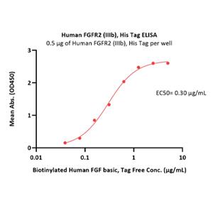 FGF R2 (IIIb) protein
