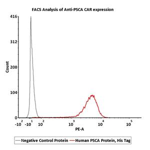 Human PSCA Protein