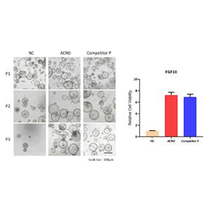 Human FGF-10 Protein