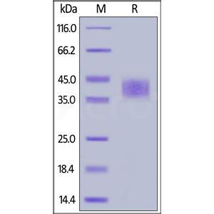Human CD48 / SLAMF2 Protein