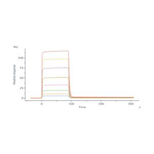 Mouse Fc gamma RIII / CD16 Protein