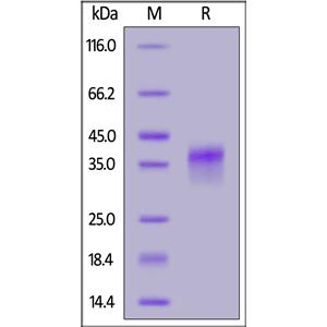 Human LILRB4 / CD85k / ILT3 Protein