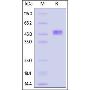 Human IgE Fc Protein