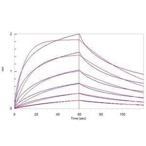 Mouse Fc gamma RIV / CD16-2 Protein