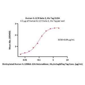 Human IL-12RB2 Protein