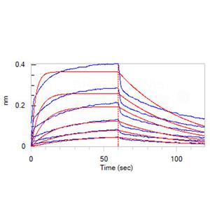 Human Nectin-1 / PVRL1 / CD111 Protein